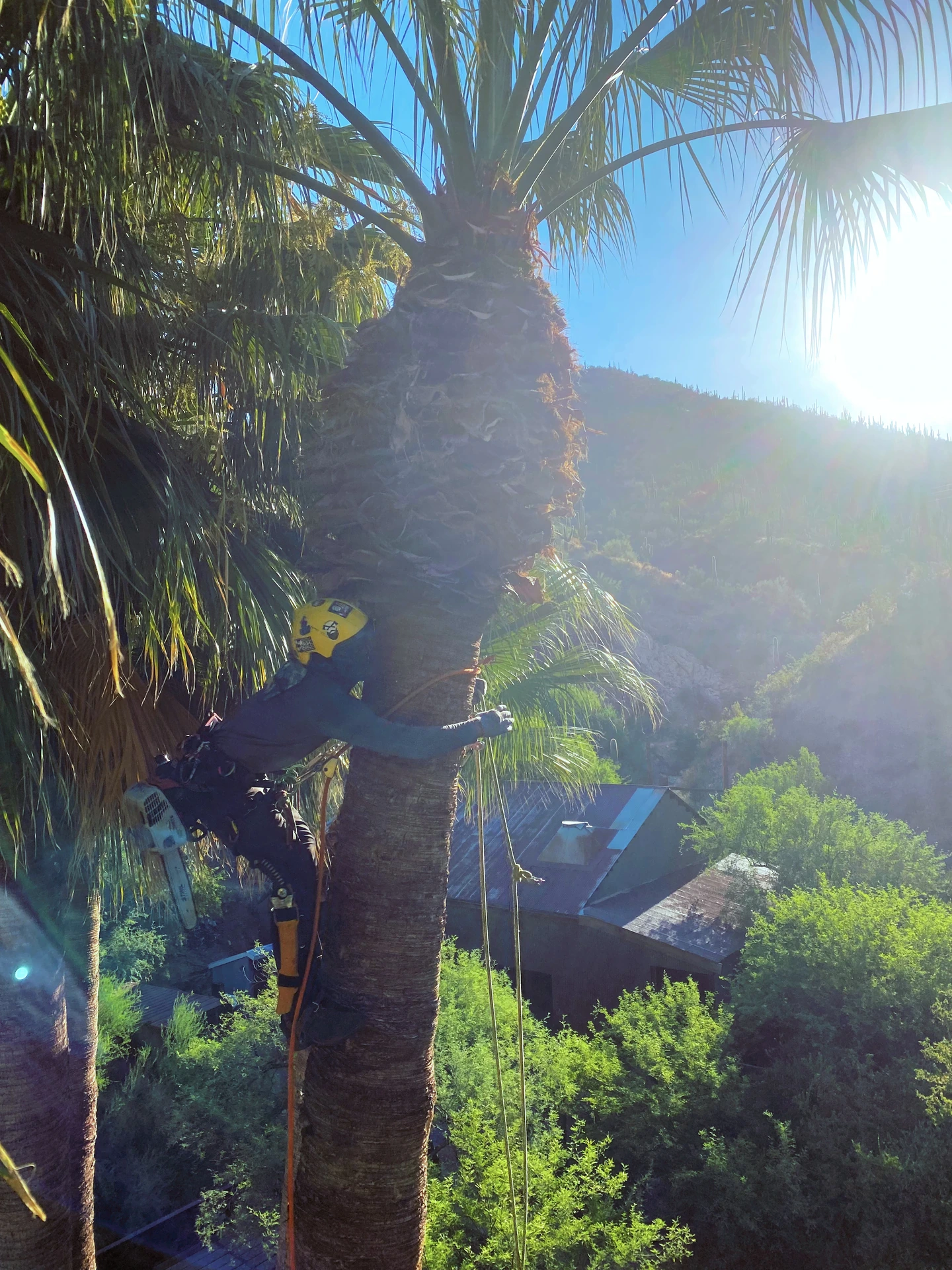 Arborist climbing a palm tree in a sunlit Arizona landscape